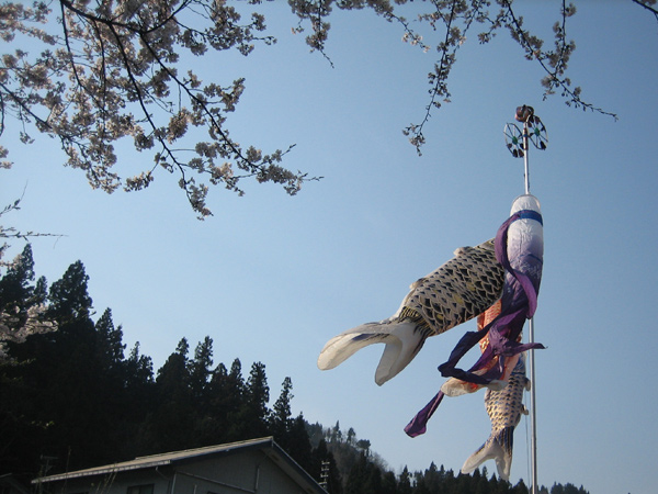sakura+鯉のぼり